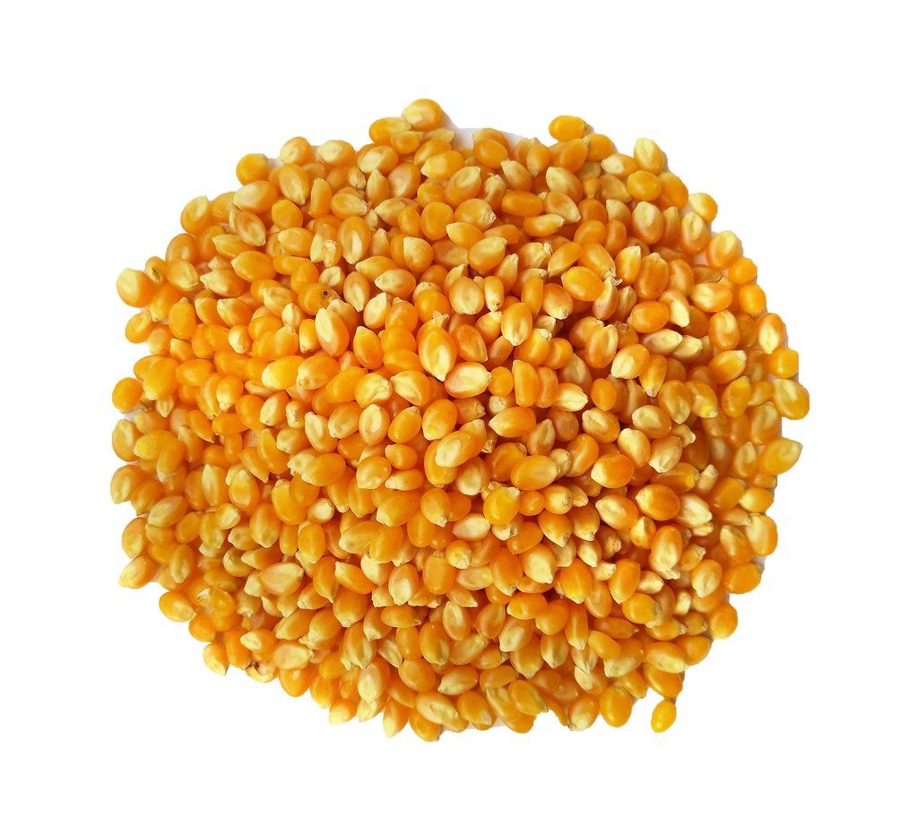 Milho Pipoca Orgânico GRANEL - 100g Milho Pipoca Orgânico GRANEL - 100g