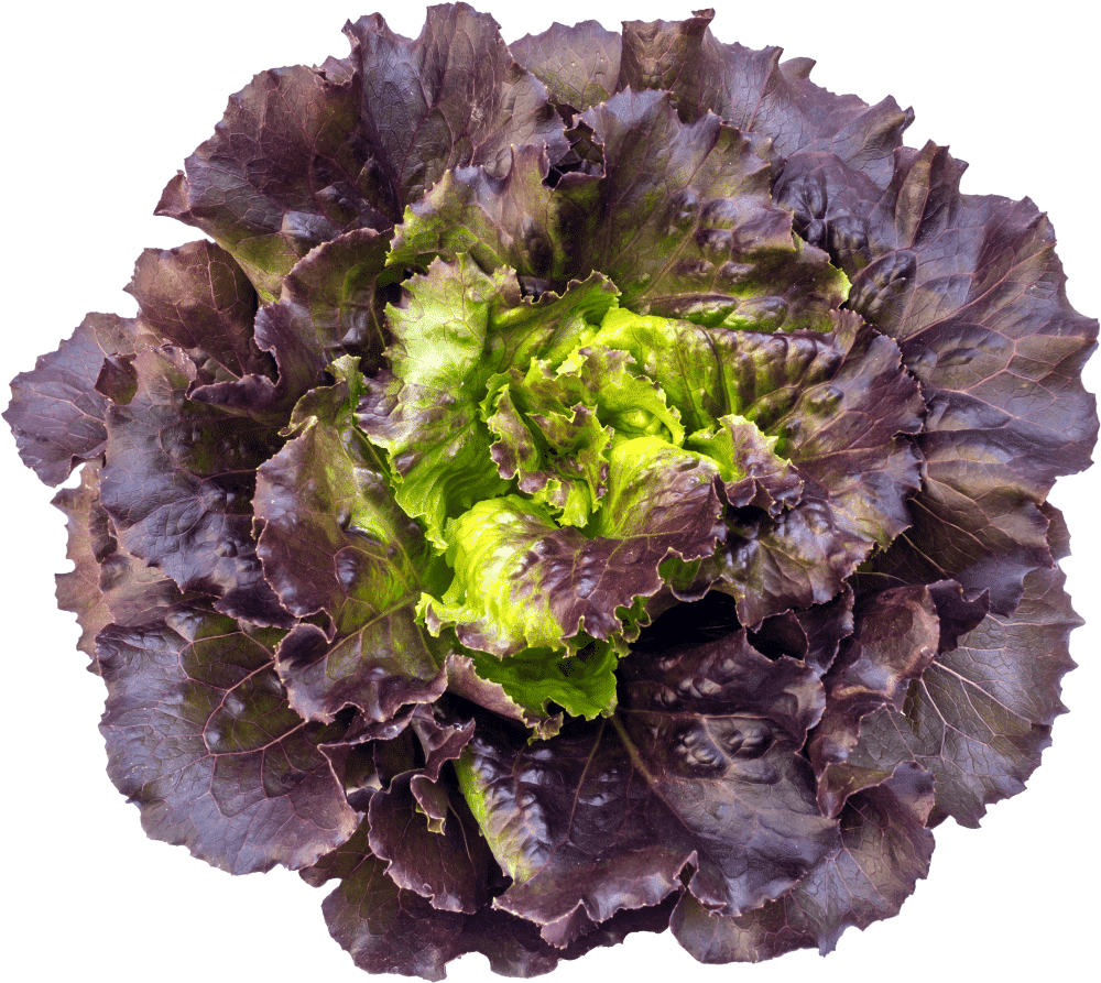 Alface Roxa Orgânica