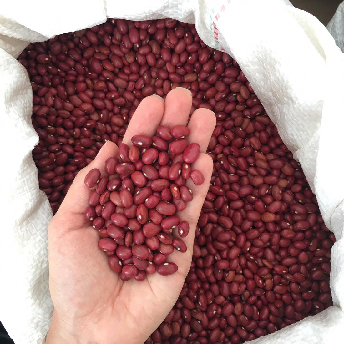 Feijão Vermelho Orgânico 500g Feijão Vermelho Orgânico 500g