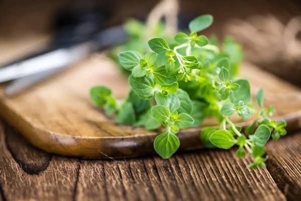 Orégano Orgânico - Maço Orégano Orgânico - Maço