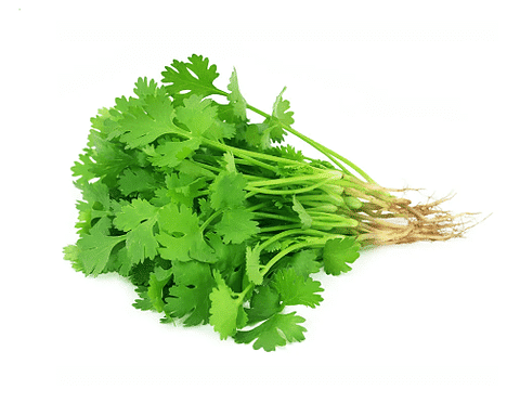 Coentro Orgânico - 90G