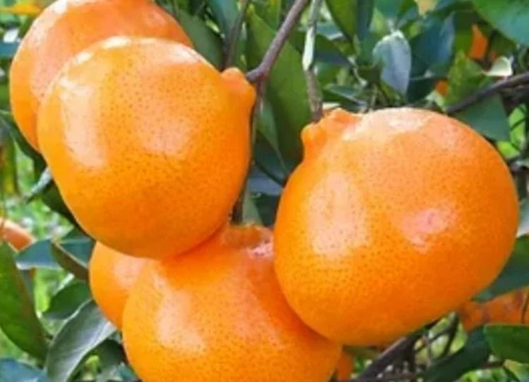 Tangerina Montenegrina Orgânica 500g