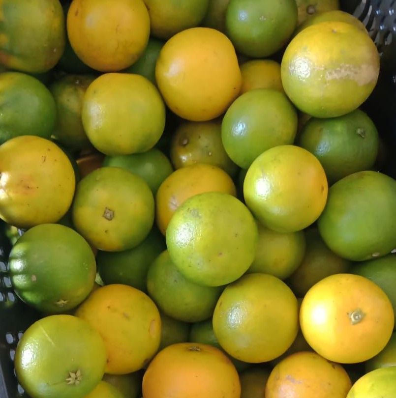 Laranja Pêra Orgânica 500g Laranja Pêra Orgânica 500g