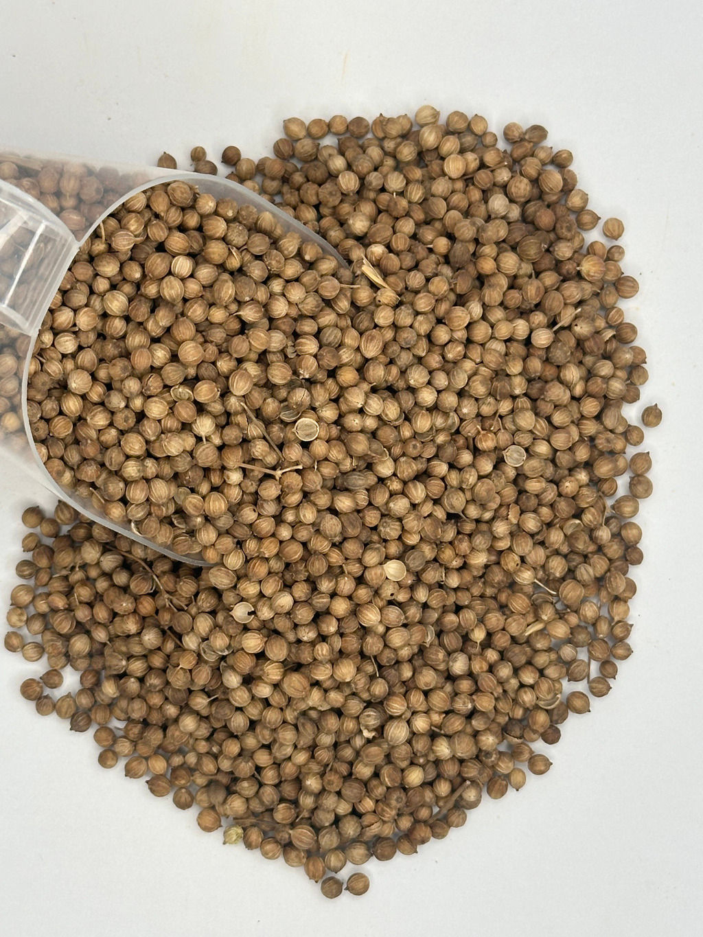 Coentro em Grãos Orgânico GRANEL - 20g