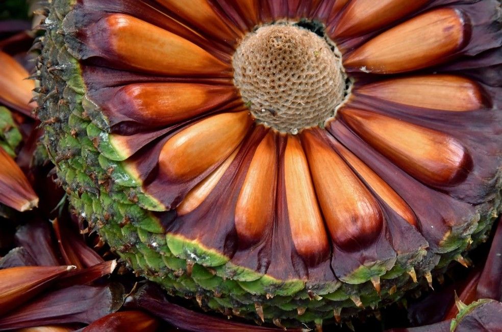 Pinhão Orgânico 500g
