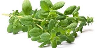 Manjerona Orgânica (10gr.)