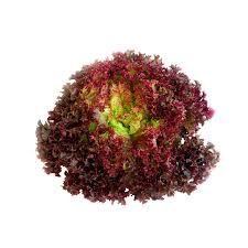 Alface Crespa Roxa Orgânica (un.)