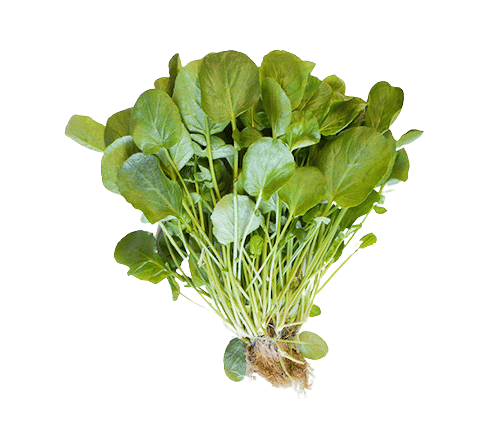 Agrião Pimenta Orgânico Maço (100gr.)