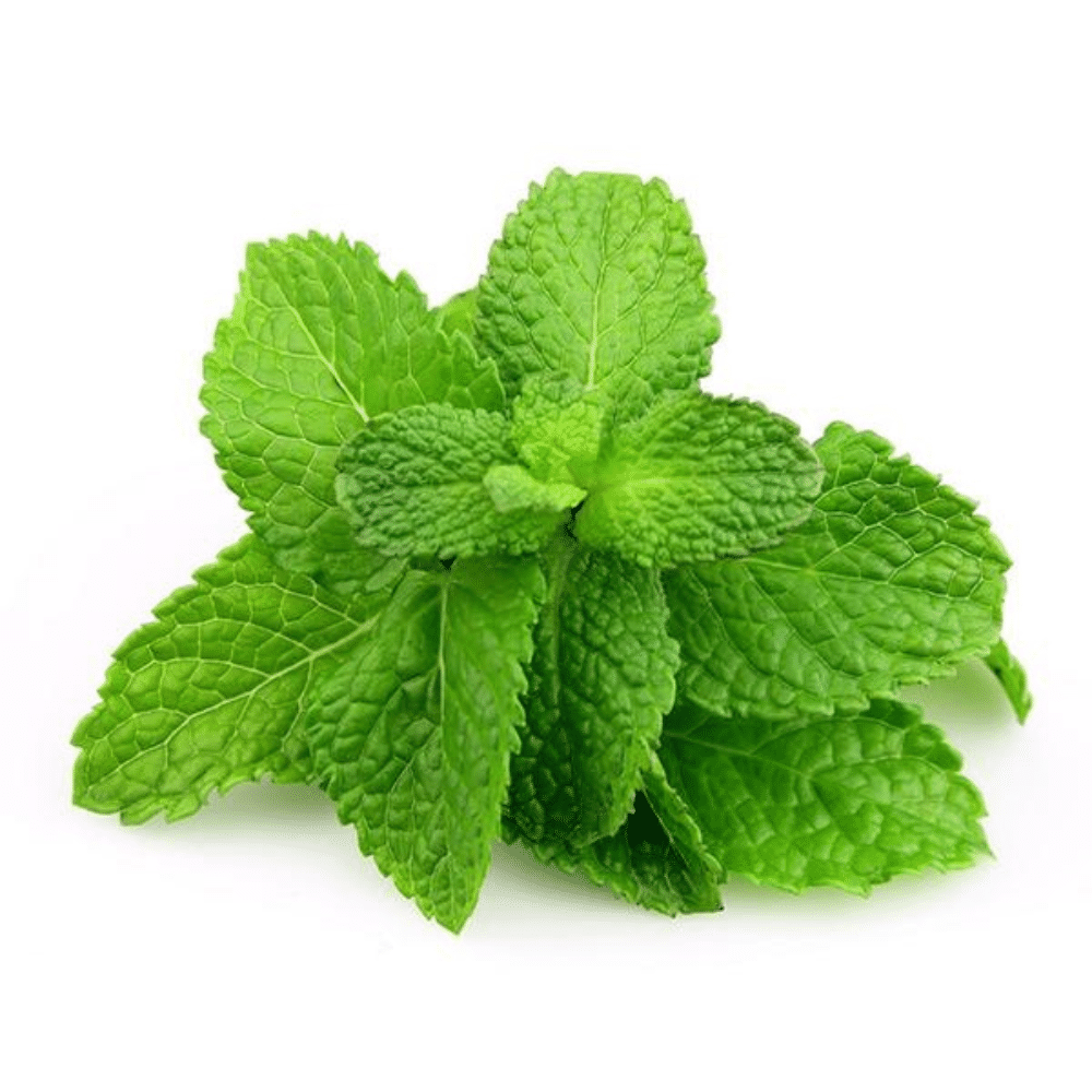 Hortelã Orgânica