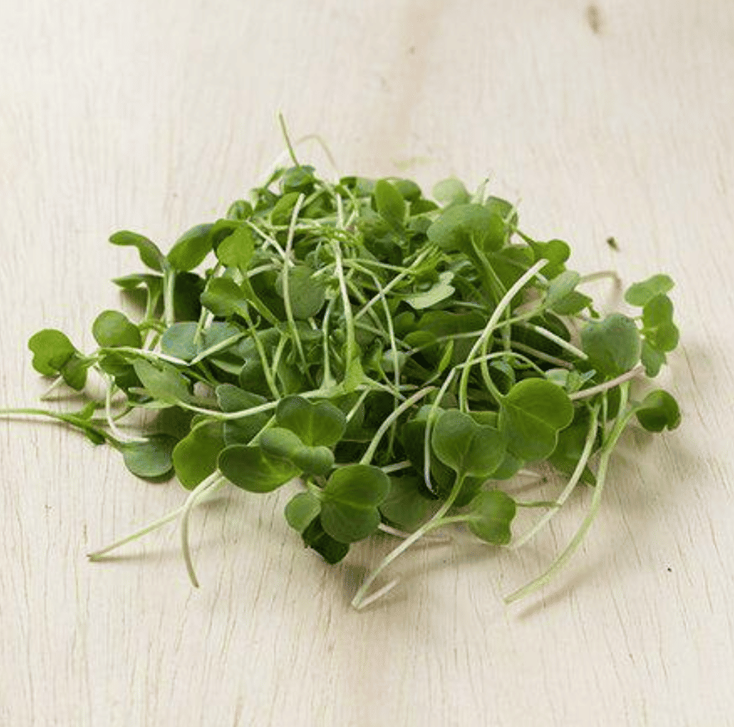 Brotos de Rabanete Orgânico