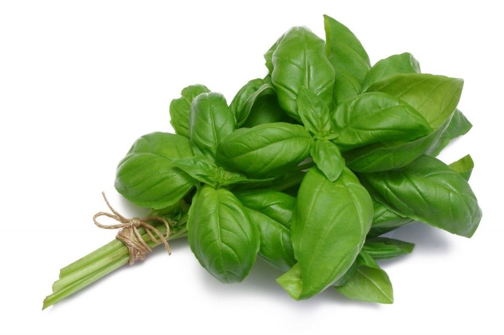 Manjericão Orgânico