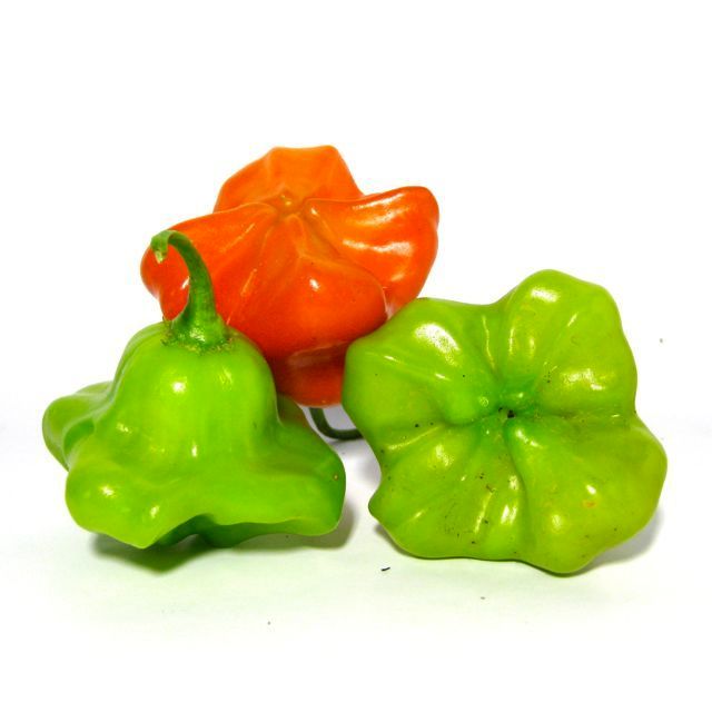 Pimenta Cambuci Orgânica (Chapéu de Bispo)