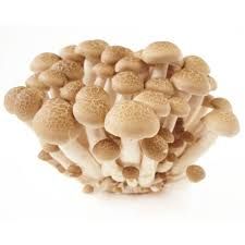 Cogumelo Shimeji Orgânico