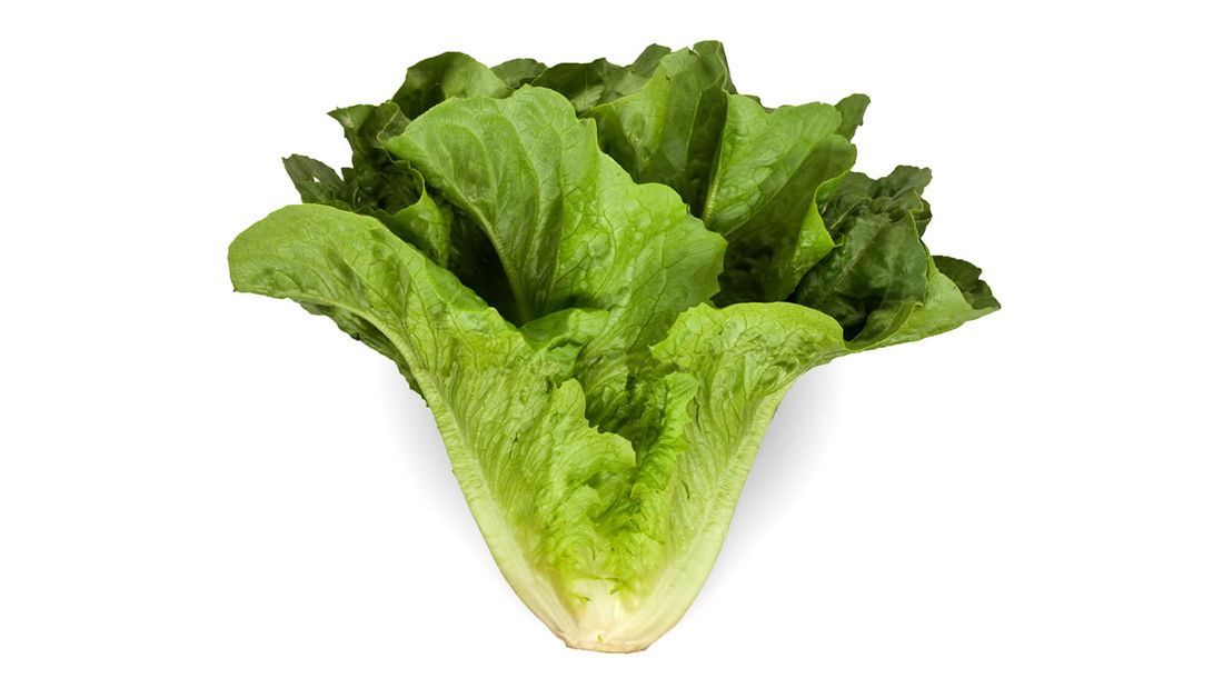 Alface Romana Orgânica