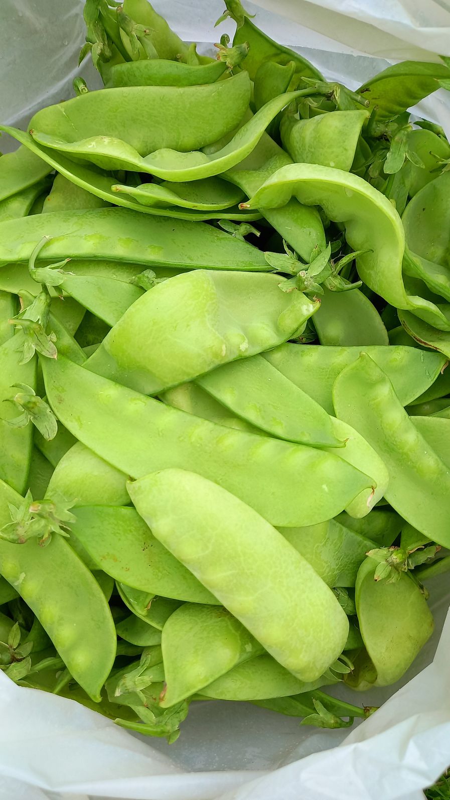 Ervilha torta (cerca de 250g)