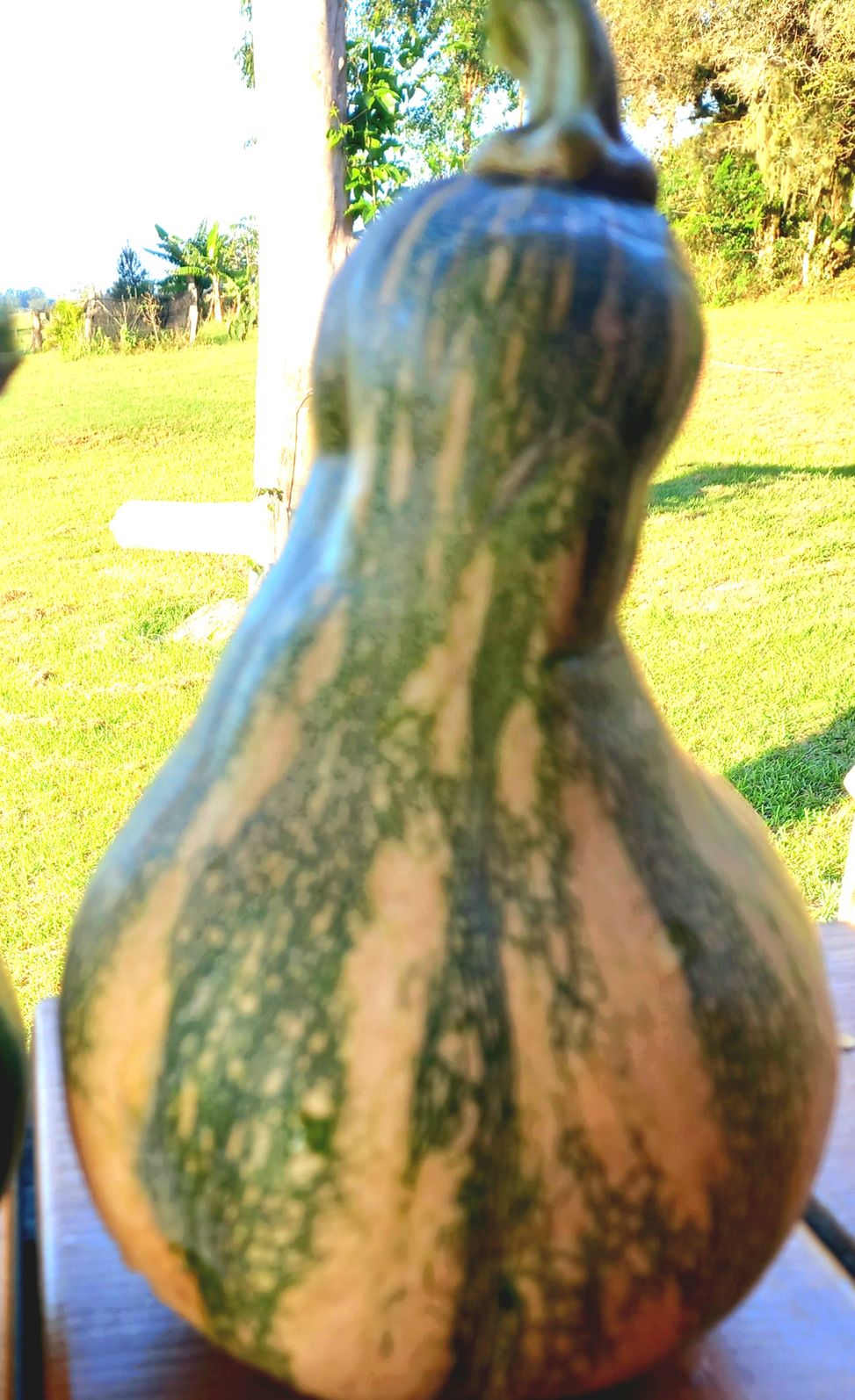 Abóbora majestade
