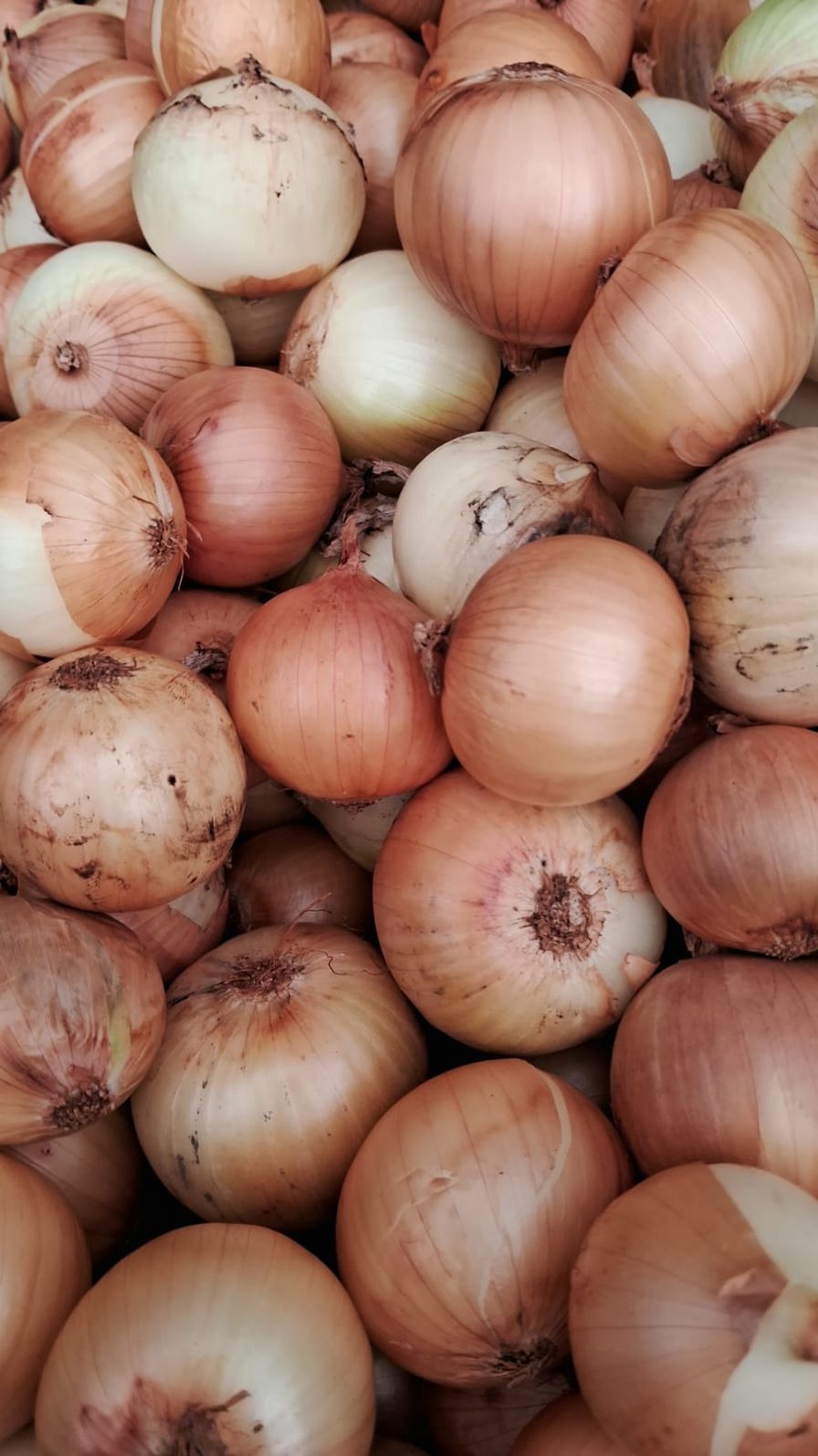 Cebola Petisco kg Orgânica