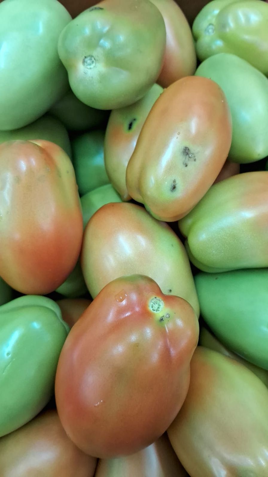 Tomate com pequenos defeitos kg orgânico