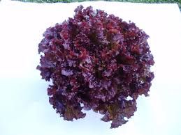 Alface Roxa Orgânica