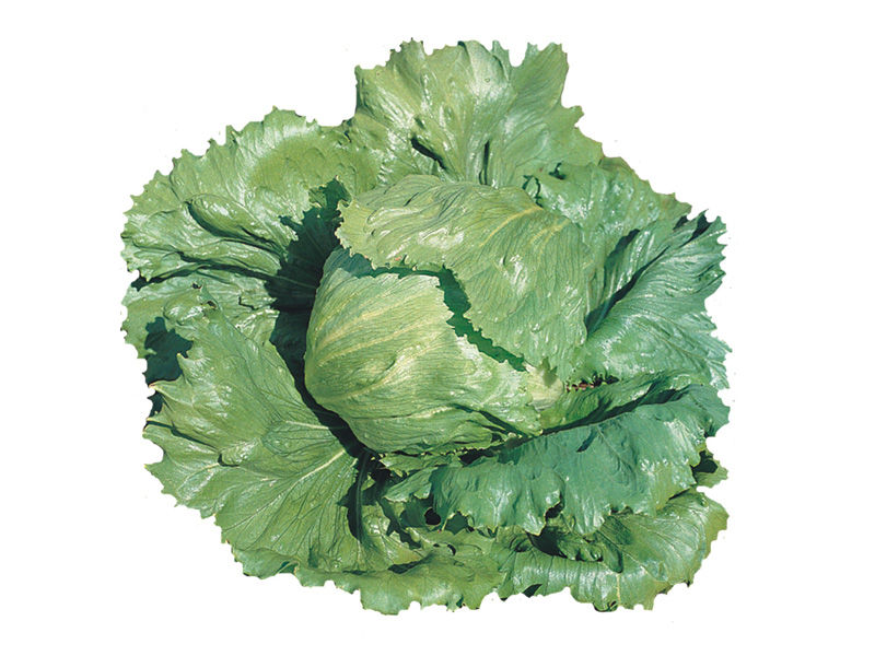 Alface Americana Orgânica (novinha)