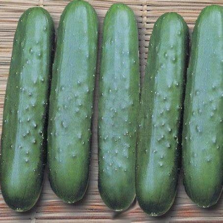 Pepino Comum 500 g Orgânico