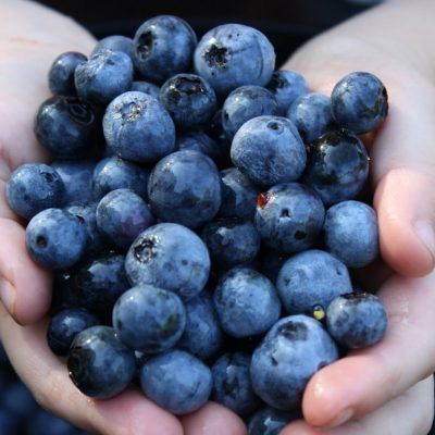 Mirtilo 100 g Orgânico