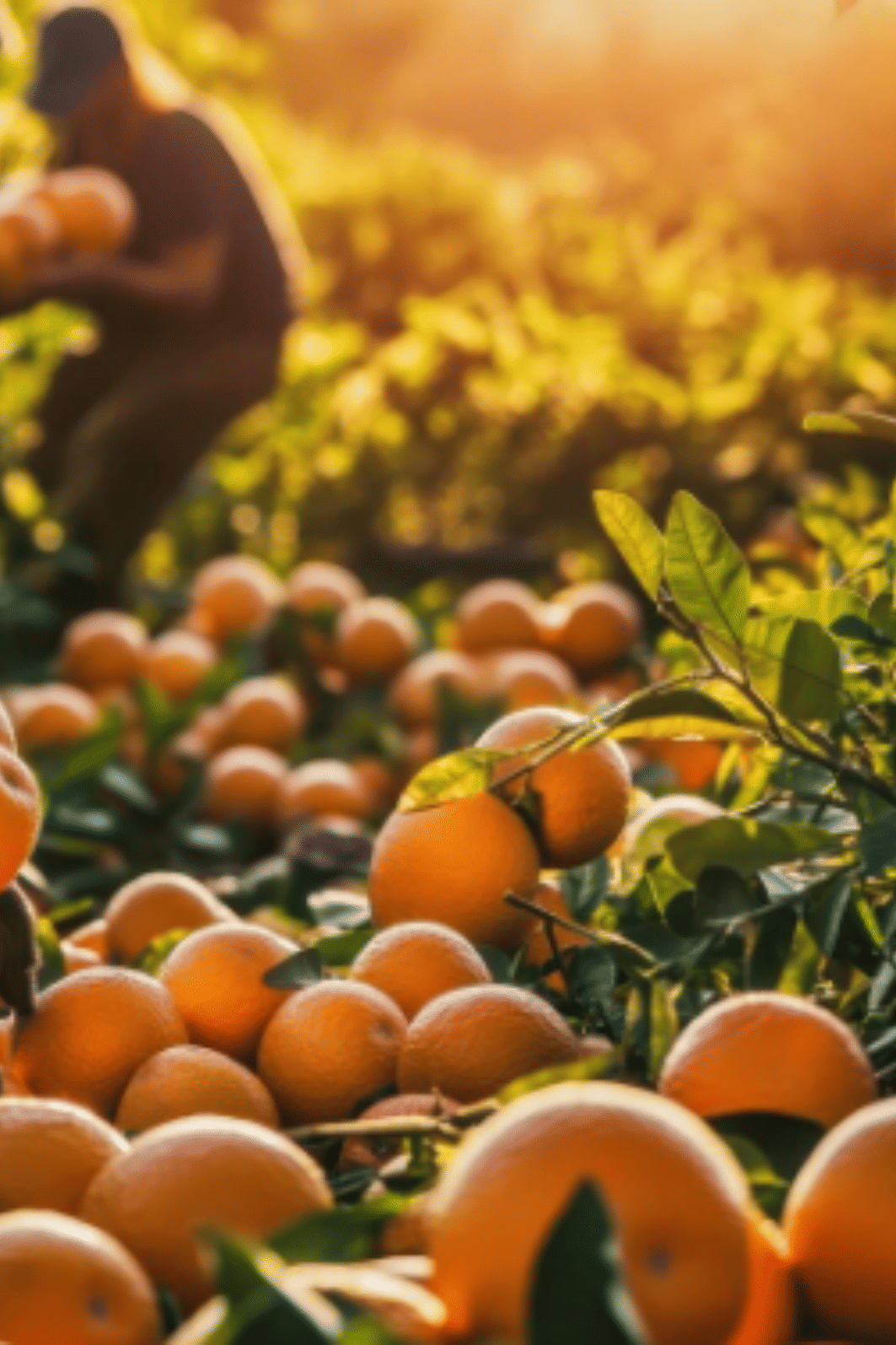 Óleo Essencial Puro de Laranja Orgânica (Citrus sinensis) 10ml