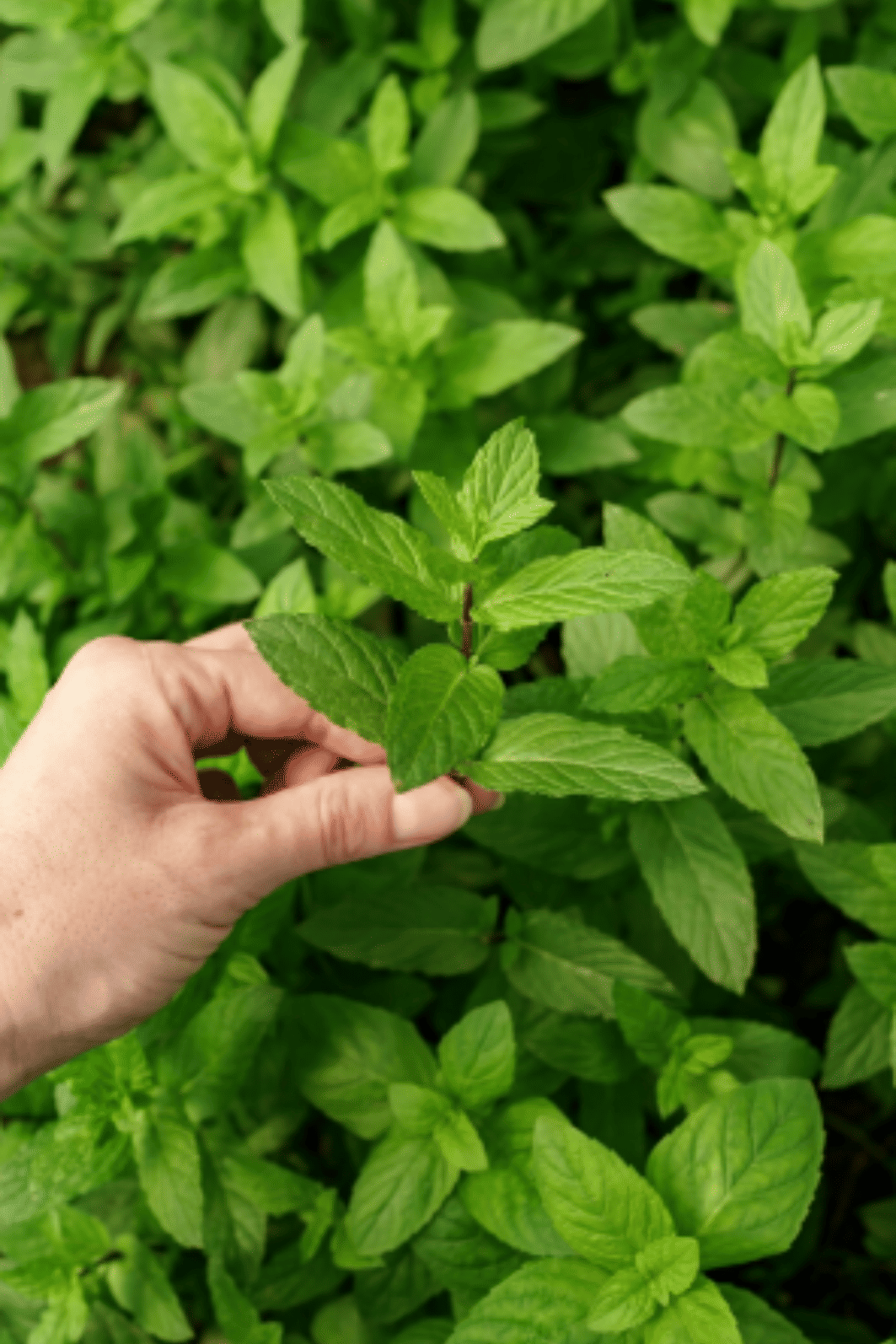 Óleo Essencial Puro de Hortelã Pimenta (Mentha Piperita) 10ml