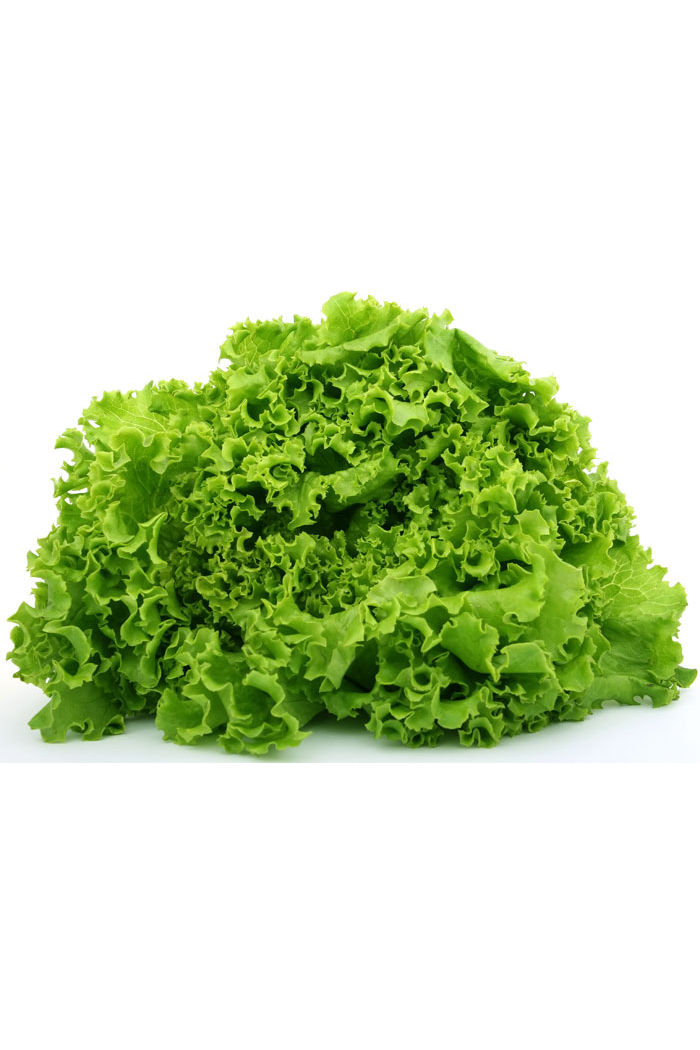 Alface Crespa Orgânica