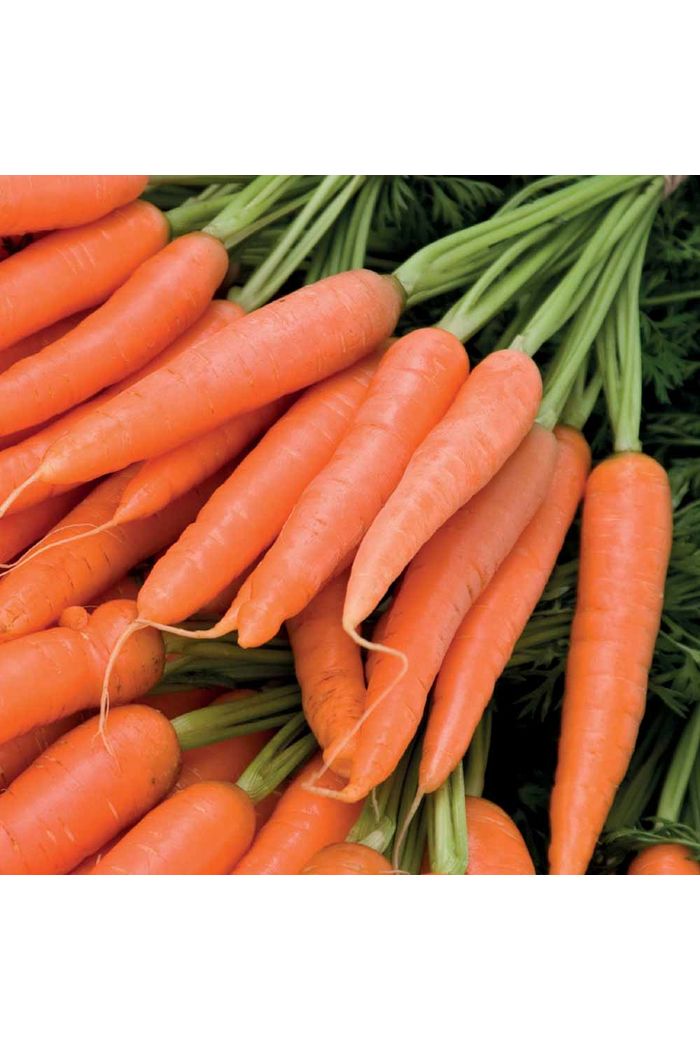 Cenoura Orgânica  maço