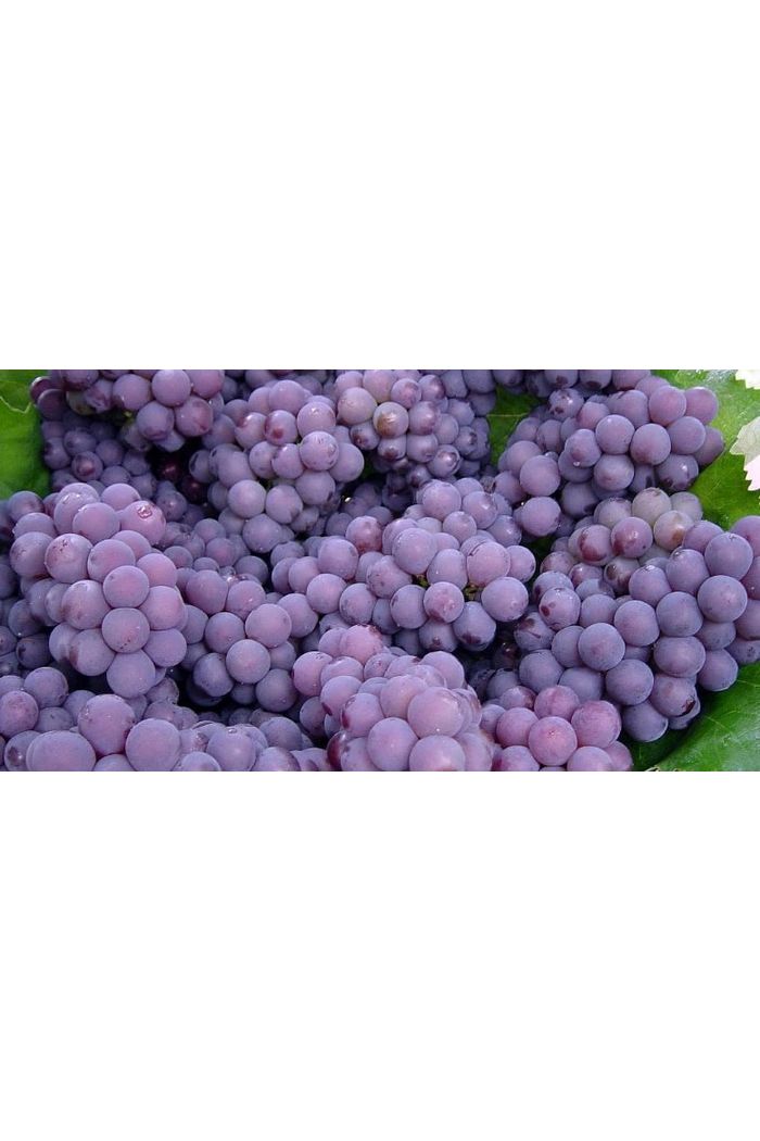 Uva Isabel Orgânica 500 g