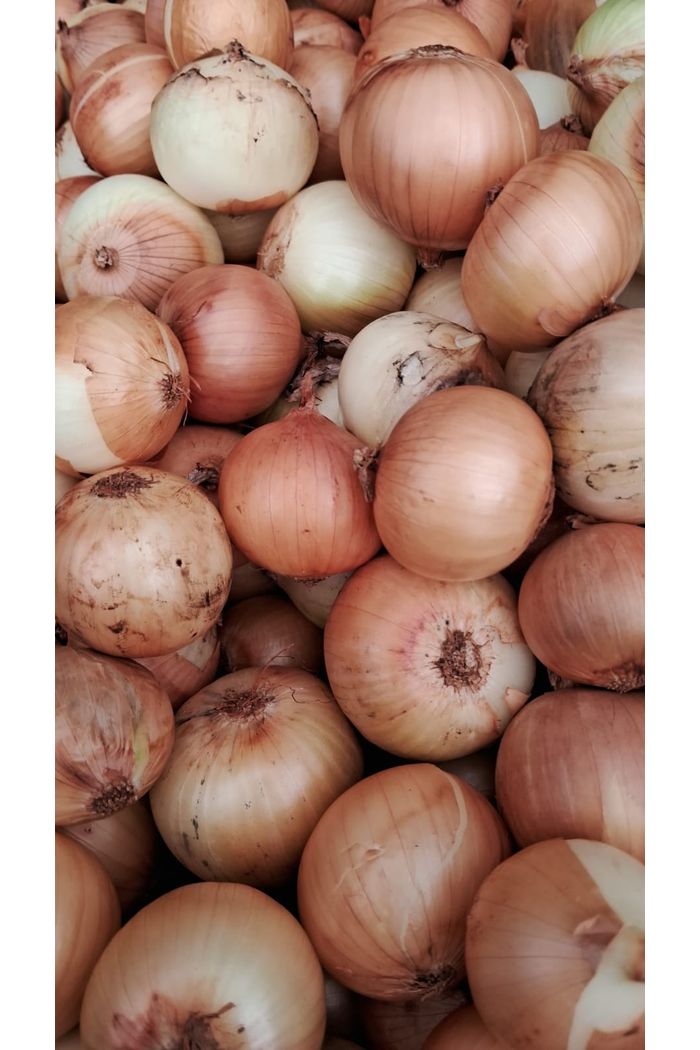 Cebola Petisco kg Orgânica