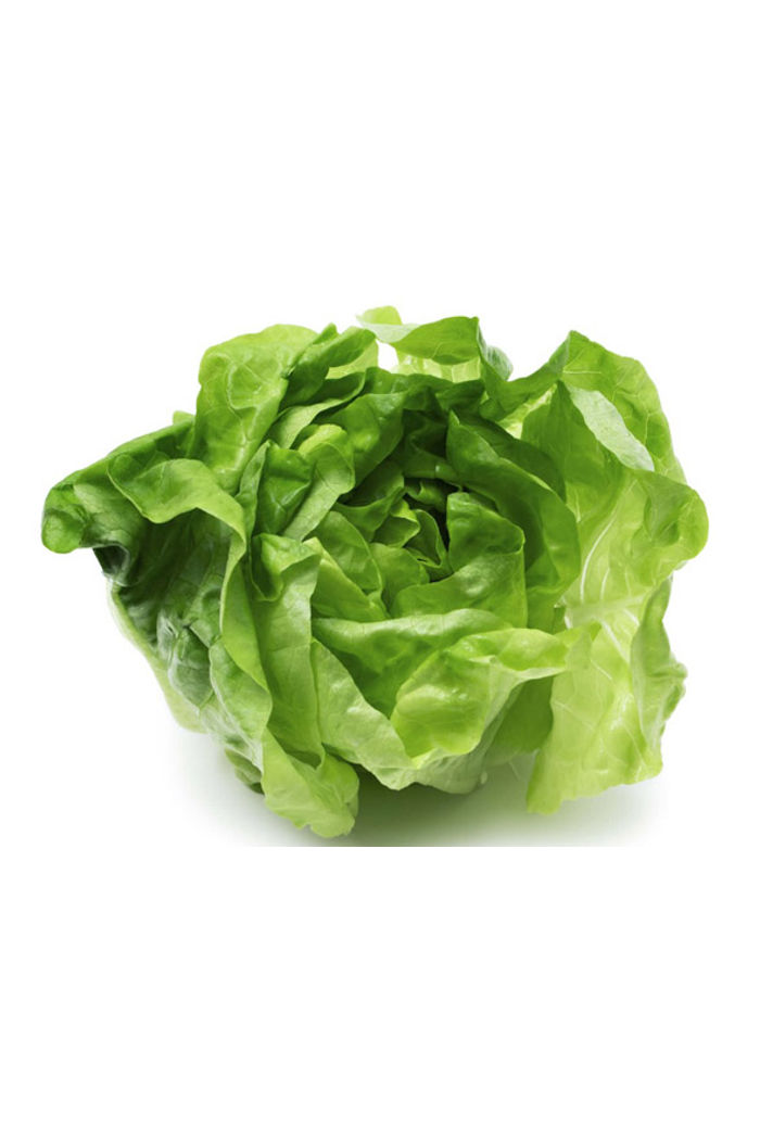 Alface Lisa Orgânica