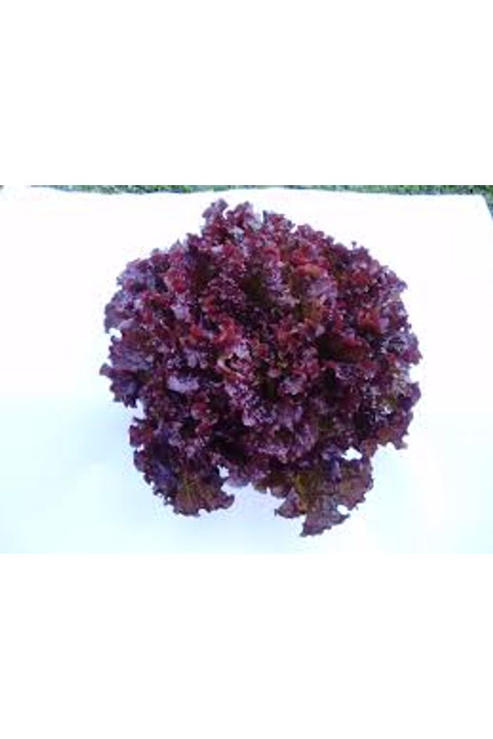 Alface Roxa Orgânica