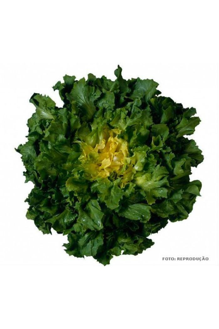 Chicória / Escarola  Orgânica