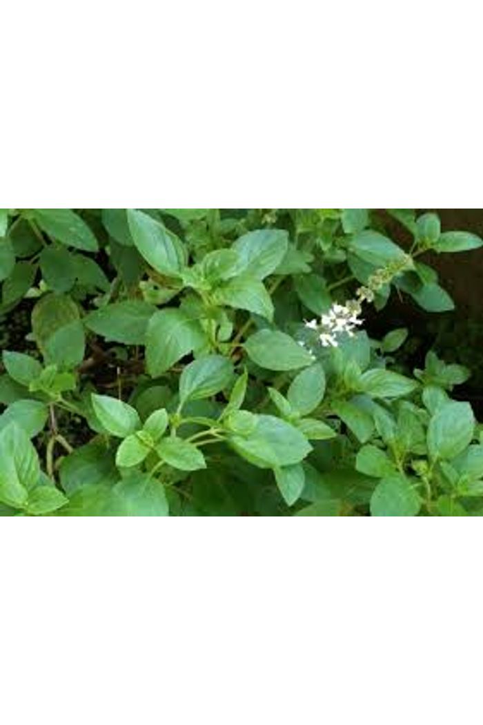 Manjericão Orgânico