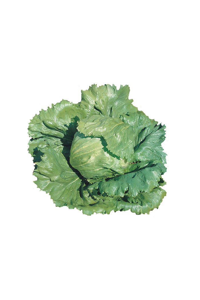 Alface Americana Orgânica (novinha)