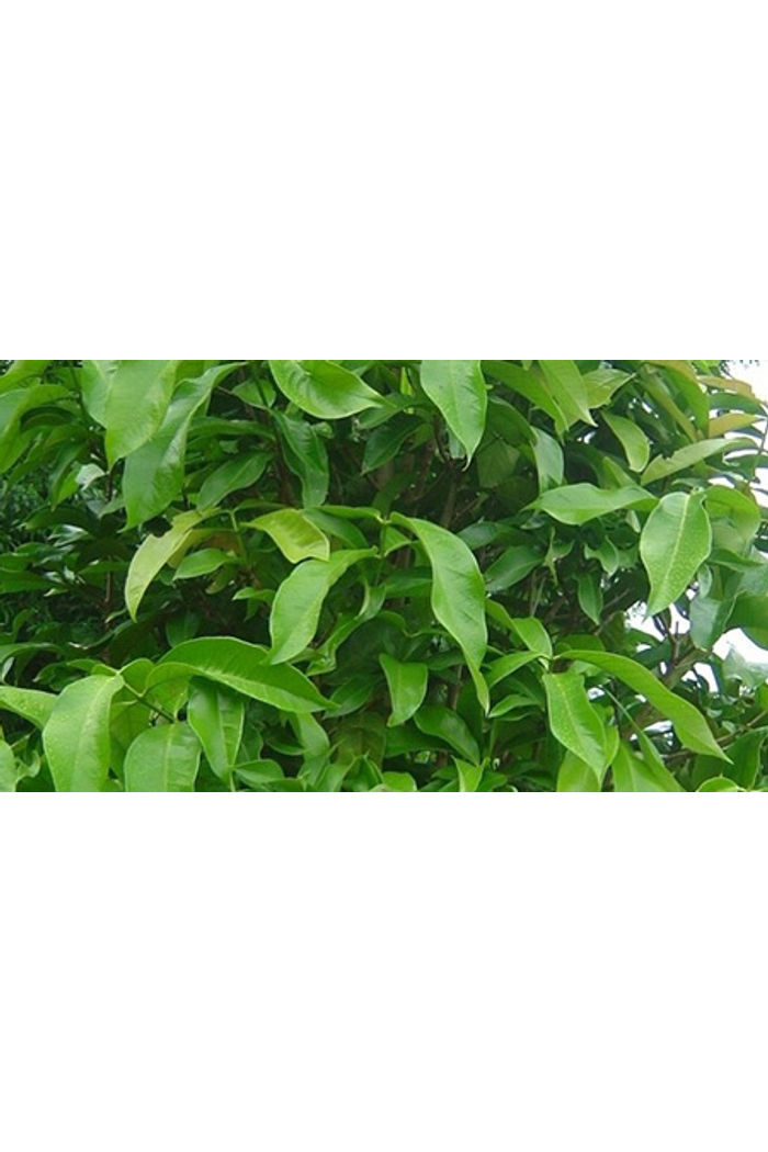 Ora pro Nobis bandeja 50 g Org