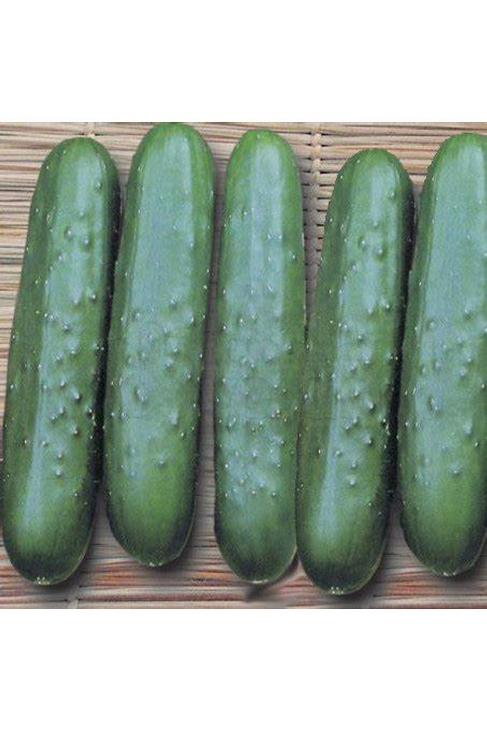 Pepino Comum 500 g Orgânico