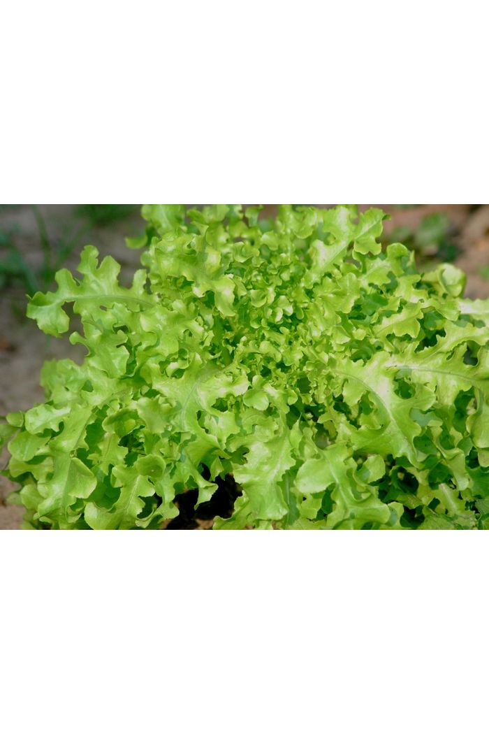 Alface Mimosa Orgânica novinha