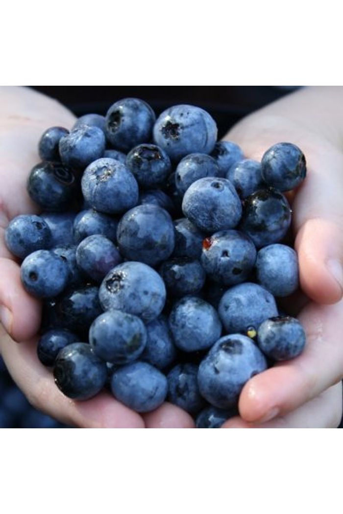 Mirtilo 100 g Orgânico