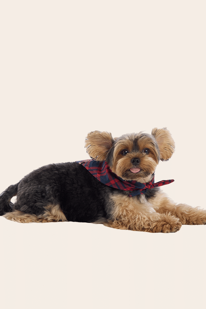 BANDANA CANINA EM TECIDO TINKER 