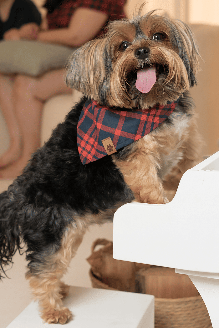 BANDANA CANINA EM TECIDO TINKER 