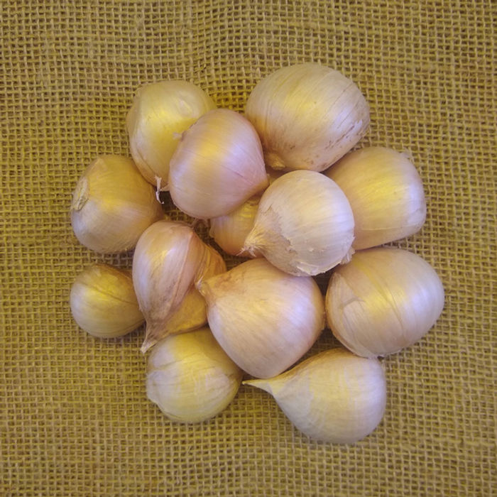 Alho Cavalo Orgânico 100G