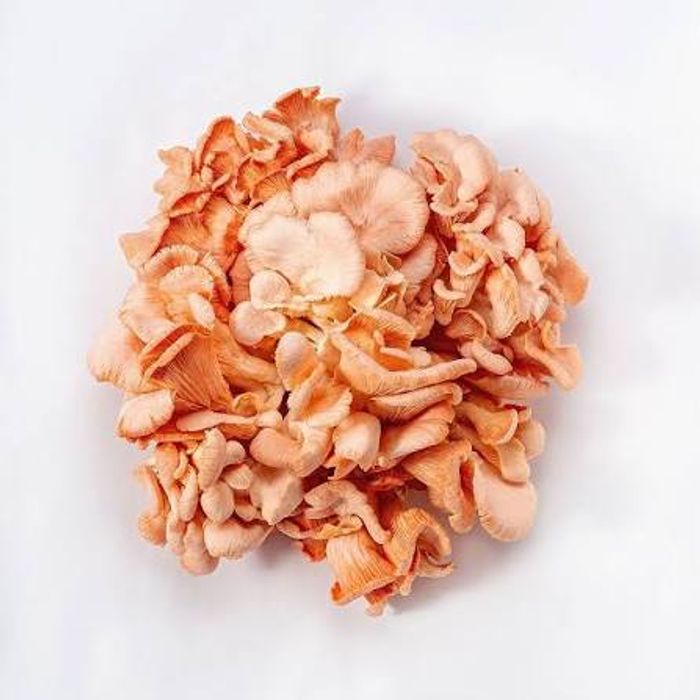 Cogumelo Shimeji Salmão Orgânico 180g