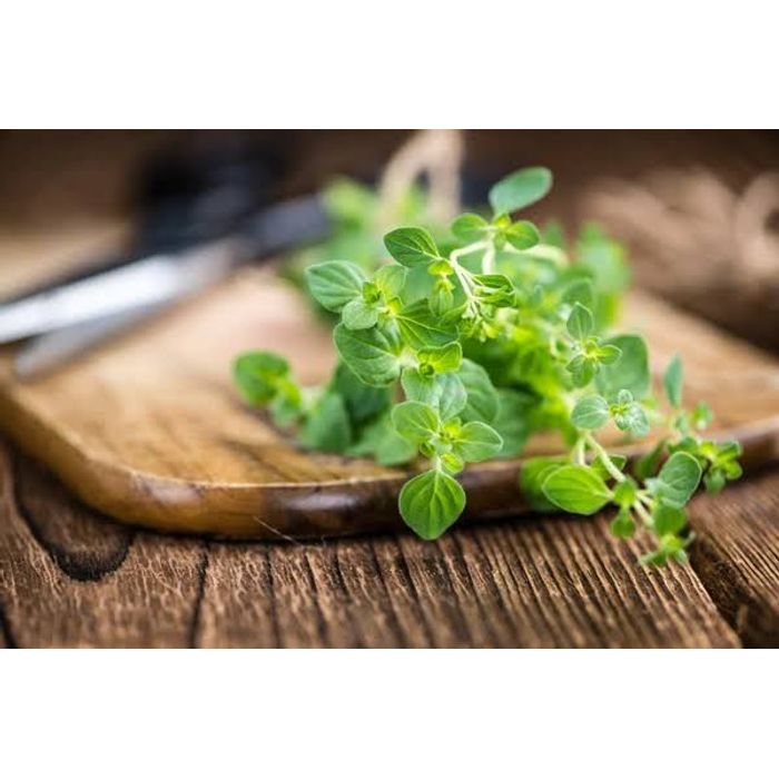 Orégano Orgânico - Maço