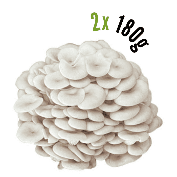 Cogumelo Shimeji Orgânico EM DOBRO - 360g