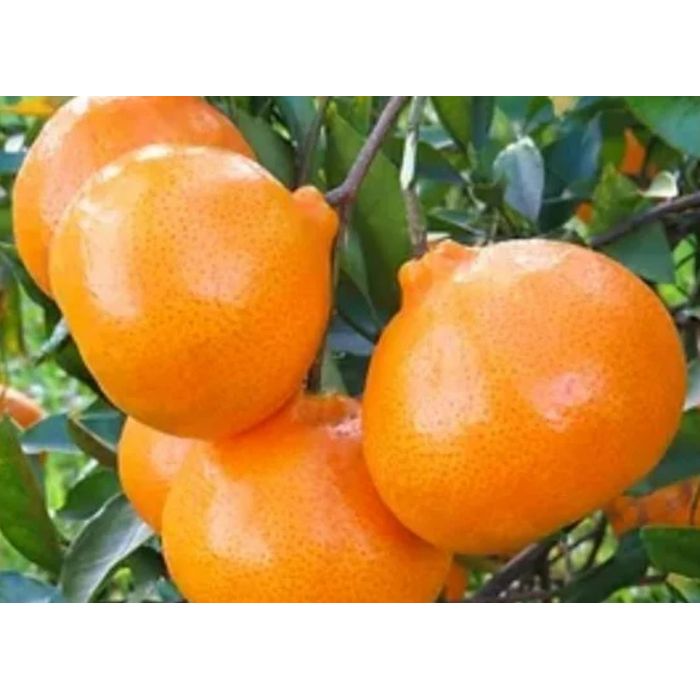 Tangerina Montenegrina Orgânica 500g