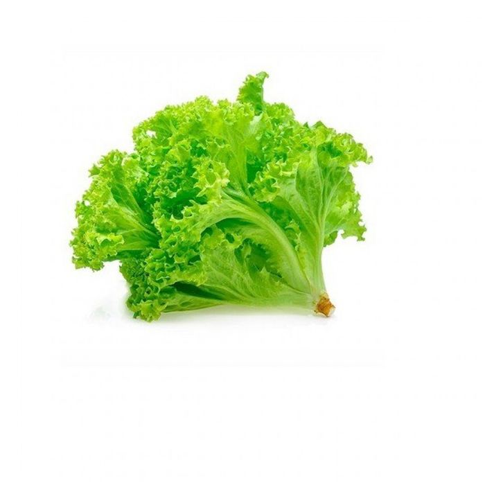 Alface Crespa Verde Orgânica