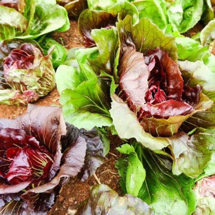 Chicória Italiana Orgânica